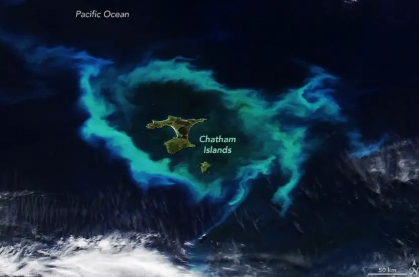 Fitoplankton artışı Chatham Adaları’nı odağa taşıdı.