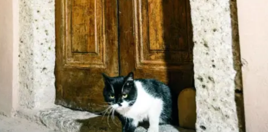 Topkapı Sarayı’nda yüzyıllık kedi kapısı yeniden açıldı