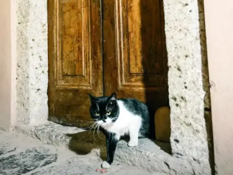 Topkapı Sarayı’nda yüzyıllık kedi kapısı yeniden açıldı