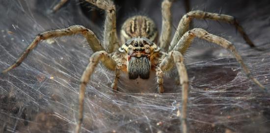 100.000 örümceğin yaşadığı dev ağ bilim dünyasını hayrete düşürdü!