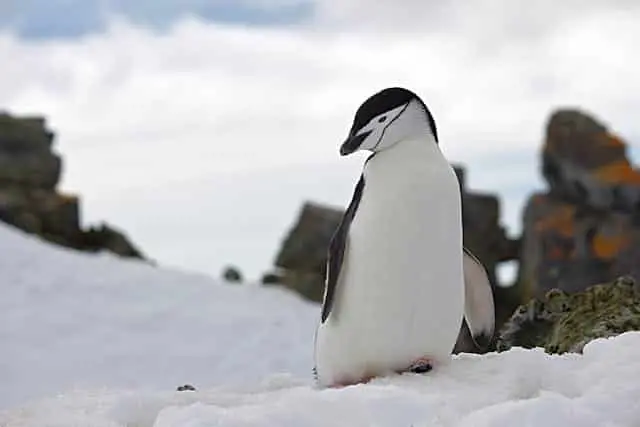 Penguenler Dünyayı Uyardı: Cıva Kirliliği Kapımızda!