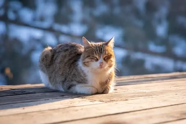 Schrödinger Kedisi Isınmaya Başladı
