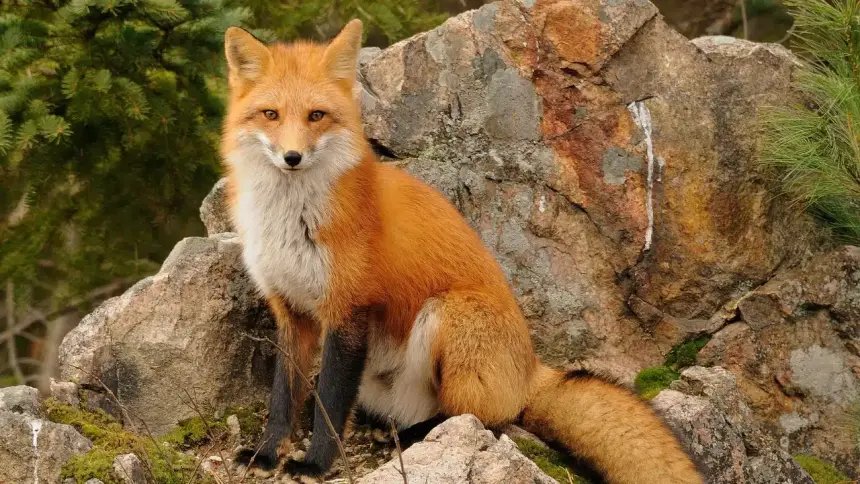 Fox Ne Demek?