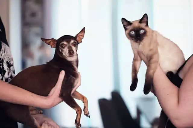 Kedi ve Köpekler Birbirine Benzemeye Başladı! Sebebi İse Hem Şaşırtıcı Hem Üzücü