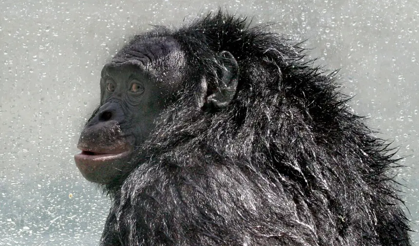 Hayvanlar Aleminin Einstein'ı: Bonobo Kanzi 44 Yaşında Hayata Veda Etti
