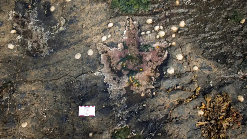 İskoçya'da 167 Milyon Yıllık Dinozor Ayak İzleri Keşfedildi